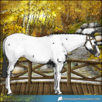 Horse Color:Black Tobiano Frame Near Fewspot