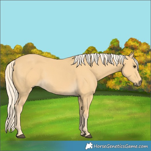 Horse Color:Palomino 