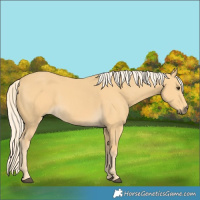 Horse Color:Palomino