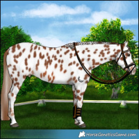 Horse Color:Chestnut Leopard 