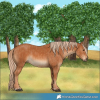 Horse Color:Chestnut  and Chestnut 
