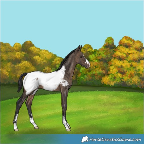 Horse Color:Brown Dun Snowcap Brindle 
