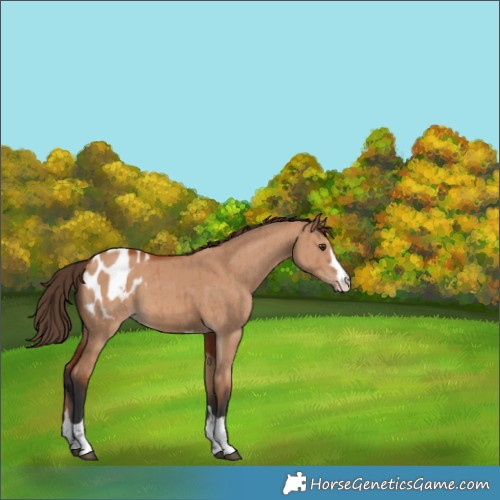 Horse Color:Bay Dun Blanket Brindle