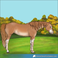 Horse Color:Chestnut  and Chestnut Splash 