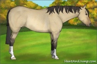 Horse Color:Buckskin Dun Rabicano
