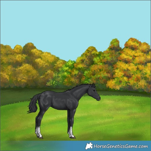 Horse Color:White Spotted Black 
