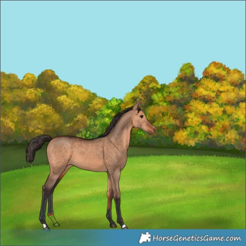 Horse Color:Bay Dun 
