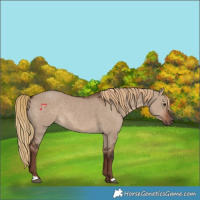 Horse Color:Liver Red Dun 