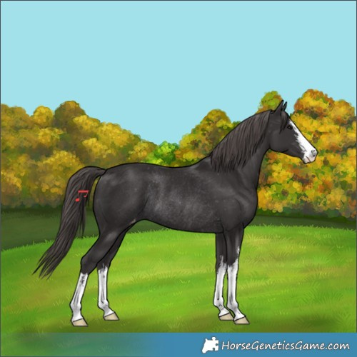 Horse Color:White Spotted Smoky Black Varnish Rabicano 