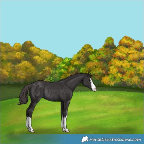 Horse Color:White Spotted Smoky Black Appaloosa Rabicano 