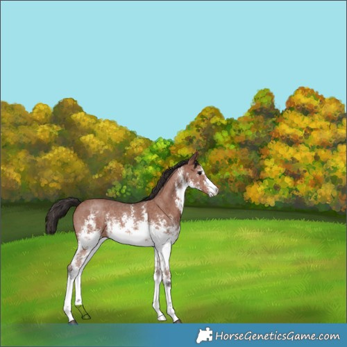 Horse Color:White Spotted Bay Sabino Rabicano 