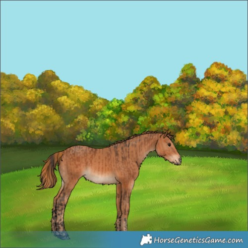 Horse Color:Bay  and Chestnut 