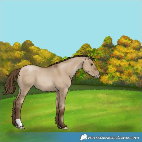 Horse Color:Gray Grullo Pearl 