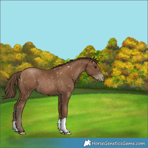 Horse Color:Gray Black Pearl Appaloosa 
