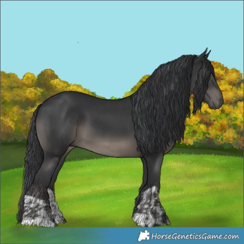 Horse Color:Black  and Black 