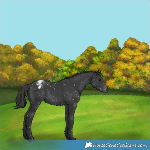 Horse Color:Black Appaloosa 
