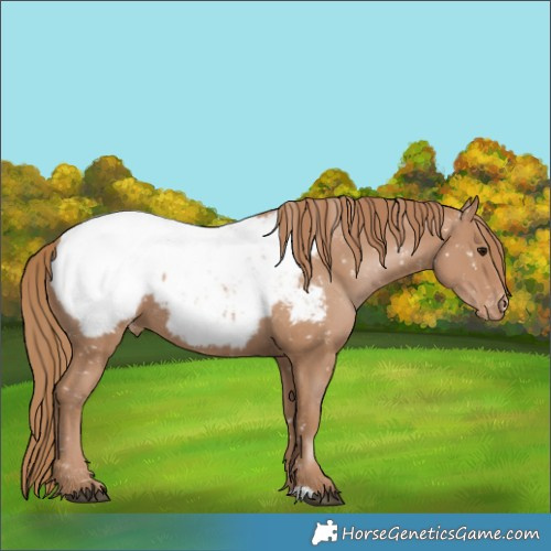 Horse Color:Black Pearl Appaloosa