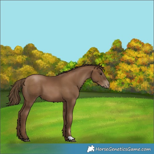 Horse Color:Gray Black Pearl Appaloosa 