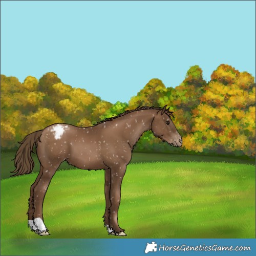 Horse Color:Gray Black Pearl Appaloosa 