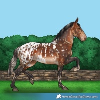 Horse Color:Chocolate Palomino Appaloosa and Bay Appaloosa