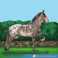 Horse Color:Chocolate Palomino Appaloosa  and Bay Appaloosa 