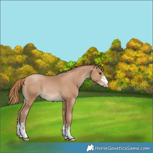 Horse Color:Black Pearl Appaloosa 