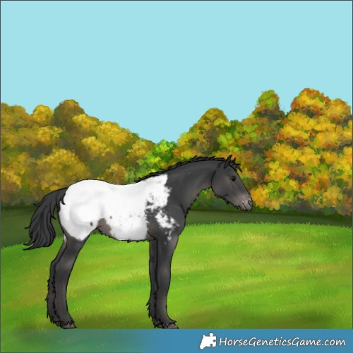 Horse Color:Black Appaloosa 