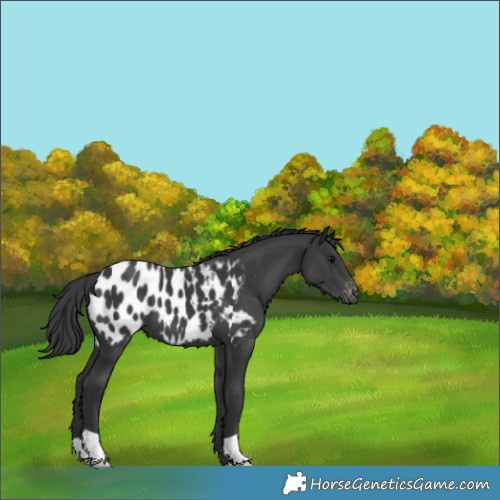 Horse Color:Black Appaloosa