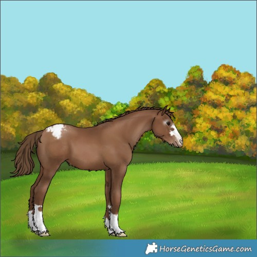 Horse Color:Gray Black Pearl Appaloosa 