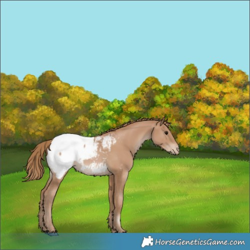 Horse Color:Black Pearl Appaloosa 