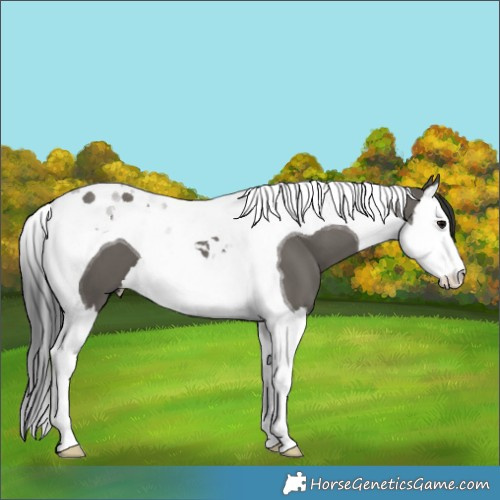 Horse Color:Grullo Splash Tobiano 