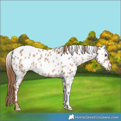 Horse Color:Red Dun Near Leopard Rabicano 