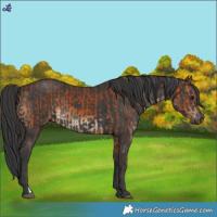 Horse Color:Bay and Black