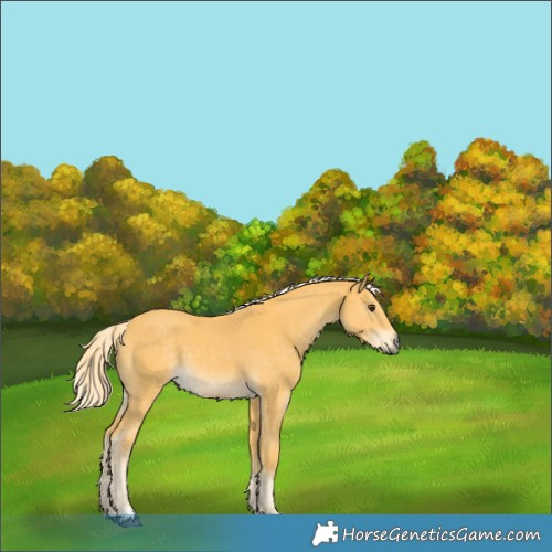 Horse Color:Palomino  and Palomino 
