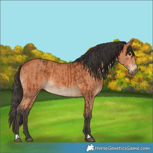 Horse Color:Bay and Bay