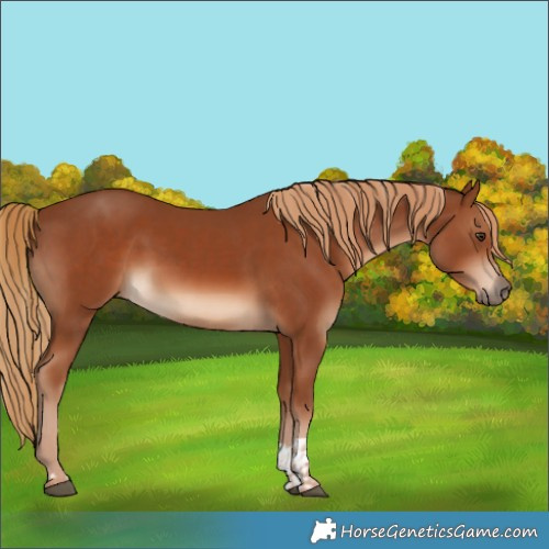 Horse Color:Chestnut and Chestnut