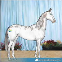 Horse Color:Bay Roan Splash Near Leopard Rabicano 