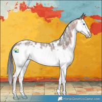 Horse Color:Bay Roan Splash Appaloosa Rabicano 