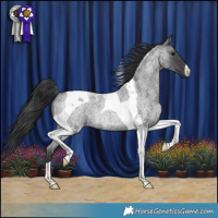 Horse Color:Blue Roan Tobiano Rabicano 