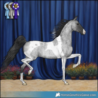 Horse Color:Blue Roan Tobiano Rabicano