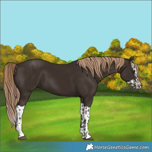 Horse Color:Liver Chestnut and Liver Chestnut Splash