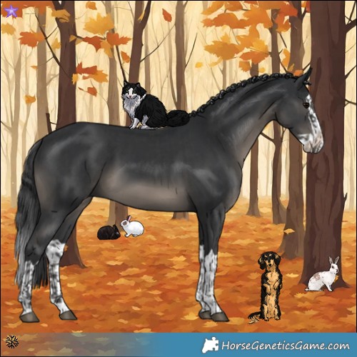 Horse Color:Black  and Black Splash 