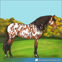 Horse Color:Bay Appaloosa 