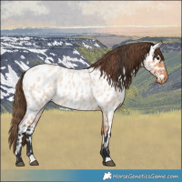 Horse Color:Bay Roan Dun Near Leopard 