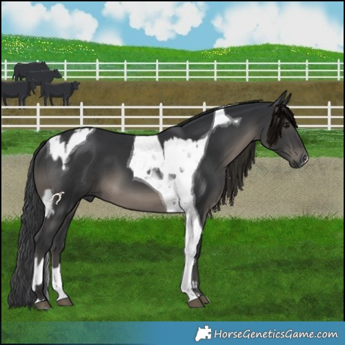 Horse Color:Black and Black Tobiano
