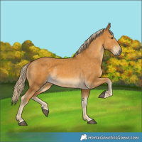 Horse Color:Palomino  and Palomino 