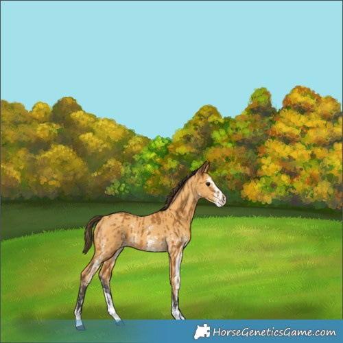 Horse Color:Buckskin Sabino Rabicano and Sable Cream Champagne Sabino Rabicano