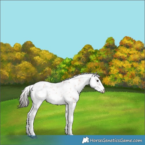 Horse Color:Bay Sabino 
