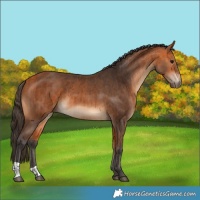 Horse Color:Bay  and Bay 
