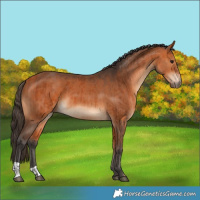 Horse Color:Bay  and Bay 
